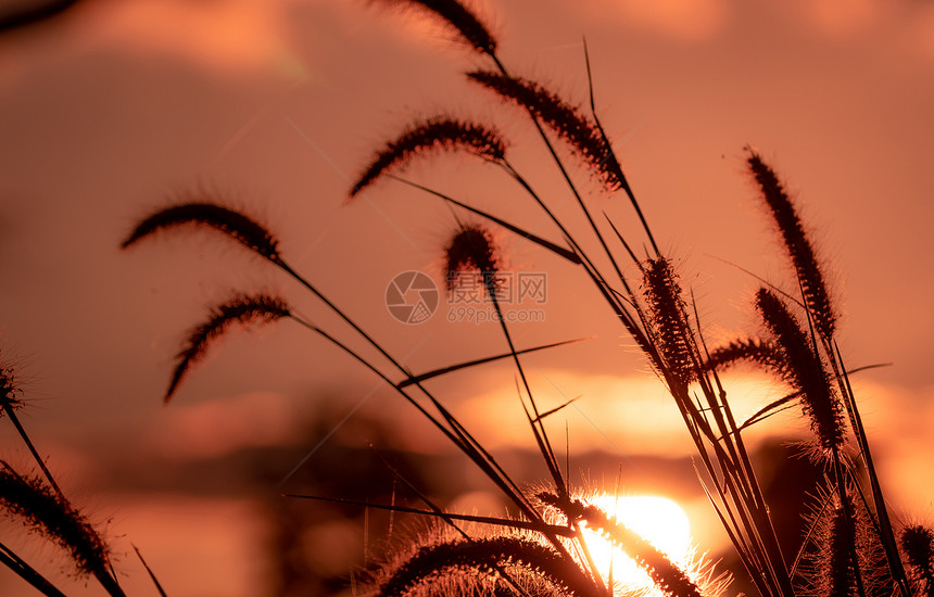 清晨美草花与金色的日出在黄和橙阳光下模糊布奥基背景的西月花草青田与日出天空大自然中的美丽宁静环境草地春天图片