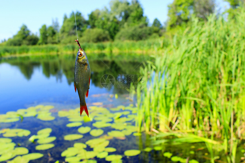 夏天吃红色的在美丽池塘背景下被钩鱼钓到的上捕图片