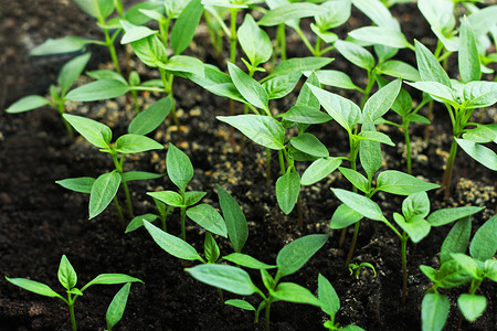 移植发芽绿色的胡椒片从种子中植颜色图片