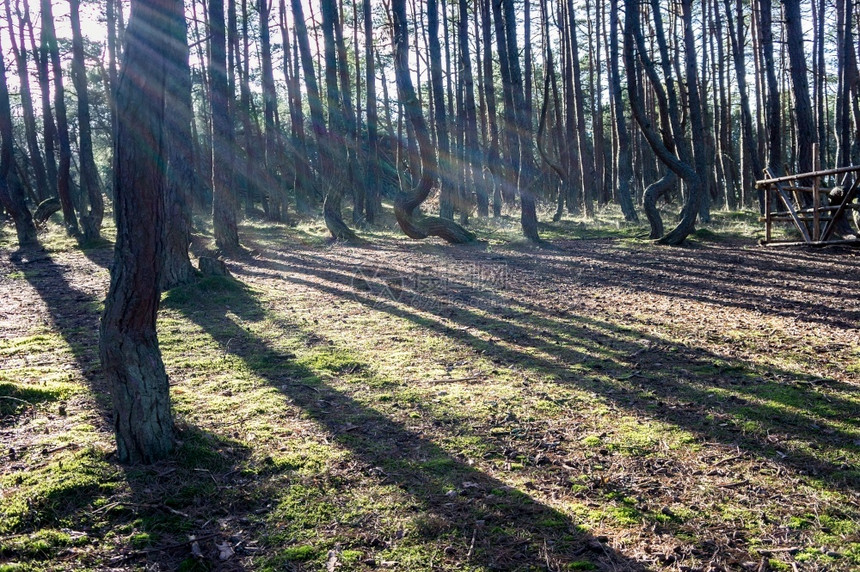 旅游松树倾斜弯曲的干针叶林跳舞的森库尔斯沙嘴加里宁格勒地区俄罗斯松树倾斜和弯曲的干跳舞森林库尔斯语歪图片