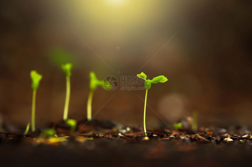 湿的环境新鲜青绿色热带植物生长在肥沃土壤上的青绿热带植物日出时生长在雨季初期的近距离植物幼苗图片