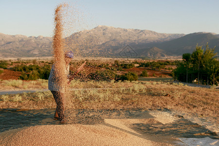 农场地民在收获季节赢得小麦落下图片