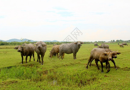 风景荒野泰国外的牛群图片
