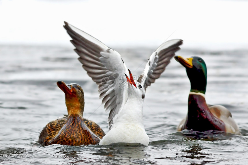 海洋白色的鸭子黑头海鸥等待游客提供食物在水面的铬二甲硫磷酸盐图片