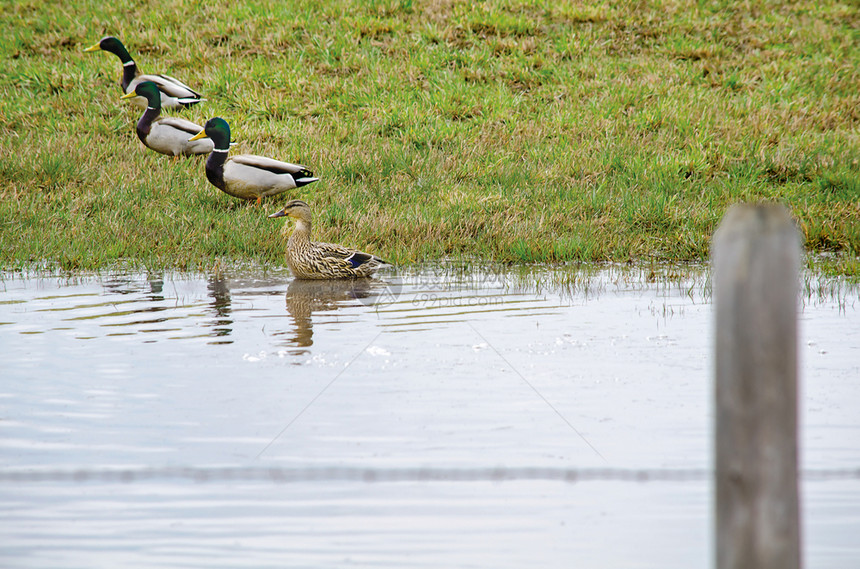 湖绿草中的一群鸭子在水中行走向量年轻的图片
