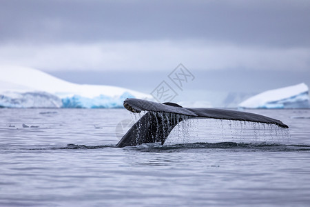 湖尾巴在南极海中闪发光的蓝冰山前流着一滴水的座头鲸霜背景图片