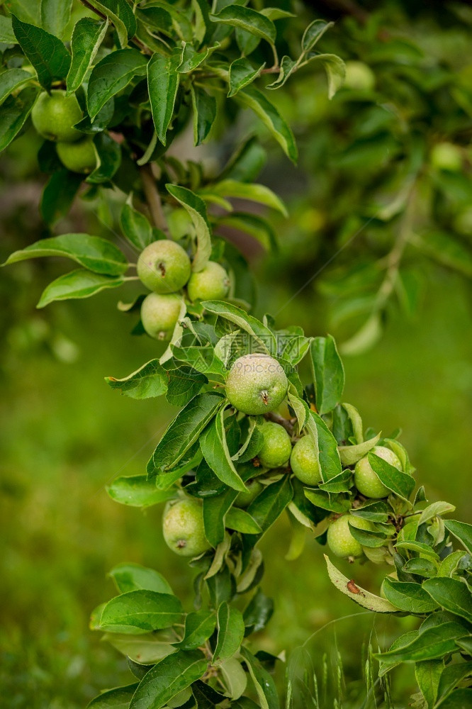 吃小生的绿色苹果在即将收获的树枝上户外有选择地聚焦于绿色苹果在即将收获的树枝上图片