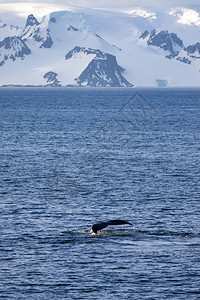 自然低头鲸鱼在山前潜水并展示了浮力在南极洲的冰川中山脉座头鲸图片