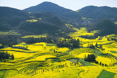 罗司田罗平油菜花田背景