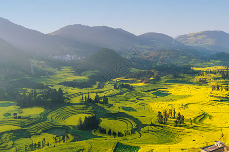 罗司田罗平油菜花田背景