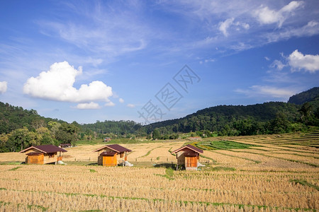 竹子村庄有机的稻田中间三小屋已经收获了各种产品已收成图片