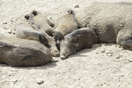 猪蹄畜牧业人类食用哺乳动物的分类细节猪肉臭图片