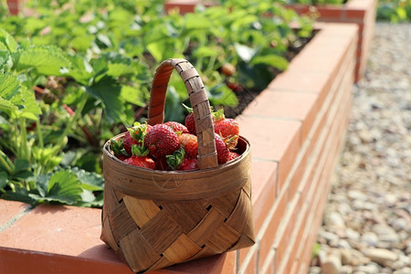 篮子里采摘的草莓图片