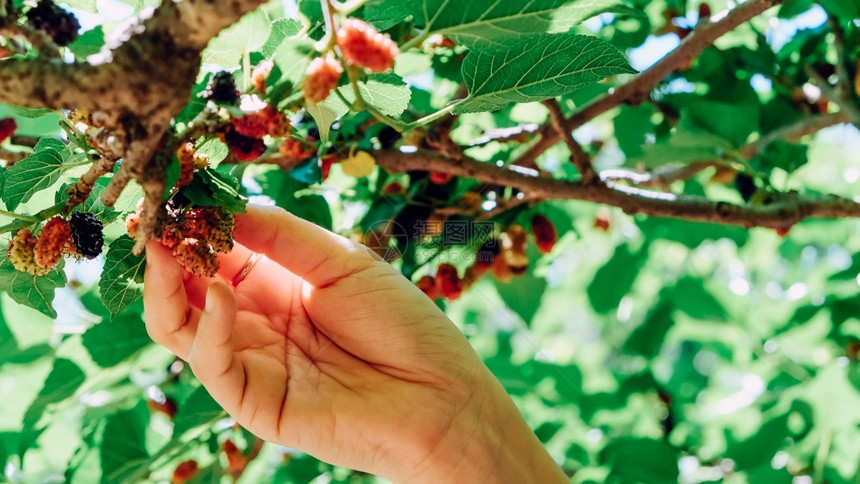 叶子分支在农场树枝上摘熟黑莓的手贴近摄影图片