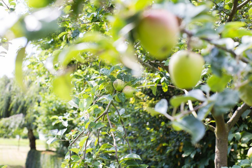 花园季节夏从树上垂下的新鲜成熟苹果准备收获阳光绿色夏季从树上垂下的新鲜成熟苹果准备收获阳光成图片