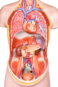 肌肉功能胆量身体的胃白底切除器官的人工体躯型模设计图片
