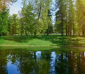 新柳绿柳景观河边在岸边与其它树木一起的绿柳在水中反射一棵树威尔特郡背景