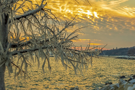分支景观树枝上的冰柱之间日出或落寒冷的冬季风景黄昏图片