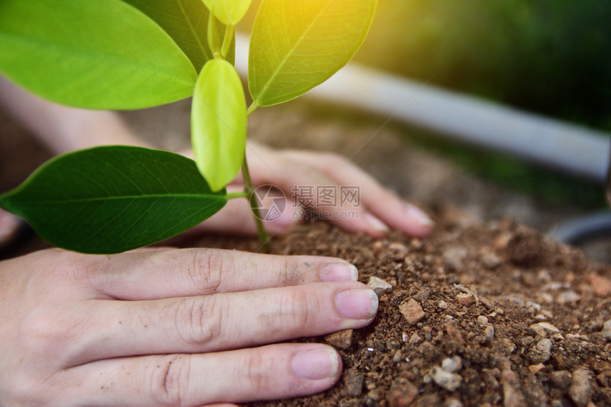 活力生长人们手里握着树苗准备植种和的木草苗干净的图片