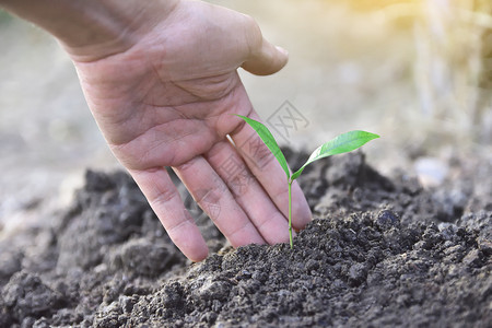 人们手里握着树苗准备植种和的木草苗生态季节可持续图片