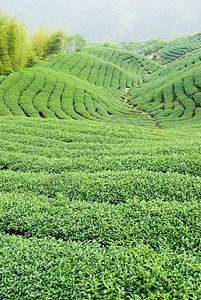 植物高地农田山上满是茶叶树亚西娅图片