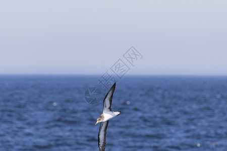 天荒野水飞越海洋表面的鸟飞过图片