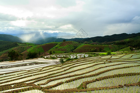 麦乡村的假期泰国清迈露台田上的稻图片
