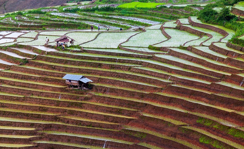 景观乡村的户外泰国清迈露台田上的稻图片