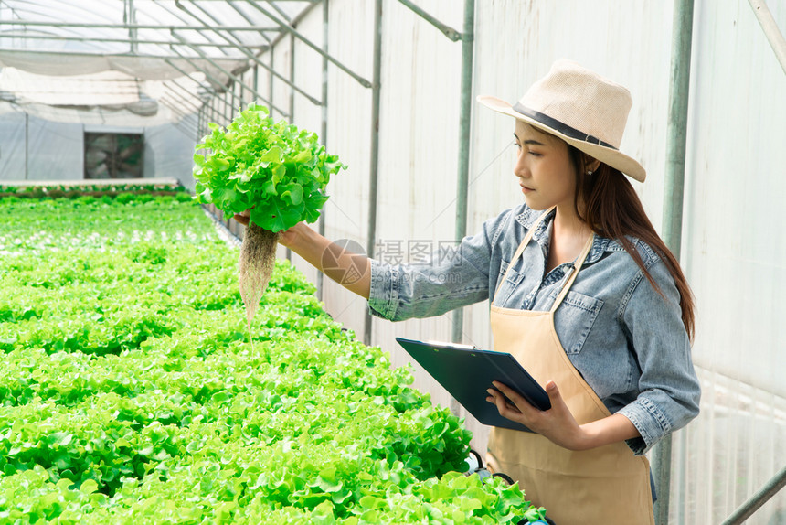 生长亚洲妇女在水栽培蔬菜农场中持有绿橡树的亚洲妇女在温室农园花有机植物健康概念中检查格林博根和有机蔬菜质量农业有机促进健康概念新图片