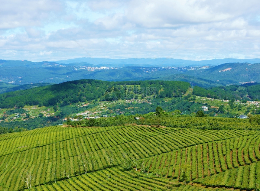 旅行绿色阳光明媚的越南大拉特景色令人印象深刻云彩繁丽的天空遥远山脉链排成一的茶树成一美丽的茶叶种植园图片