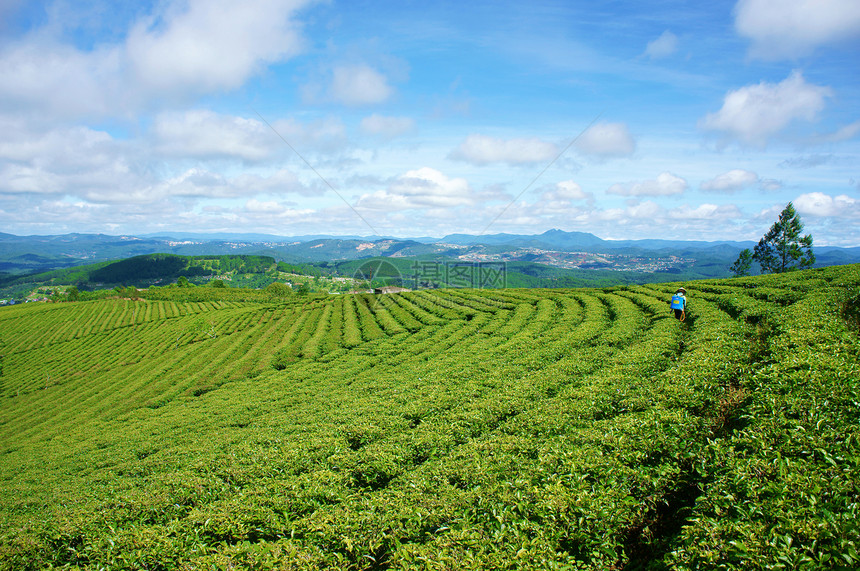 离开阳光明媚的越南达拉Dalat景色令人印象深刻天空云彩繁丽山连环远人们在农场美丽的茶叶种植园纬度户外图片