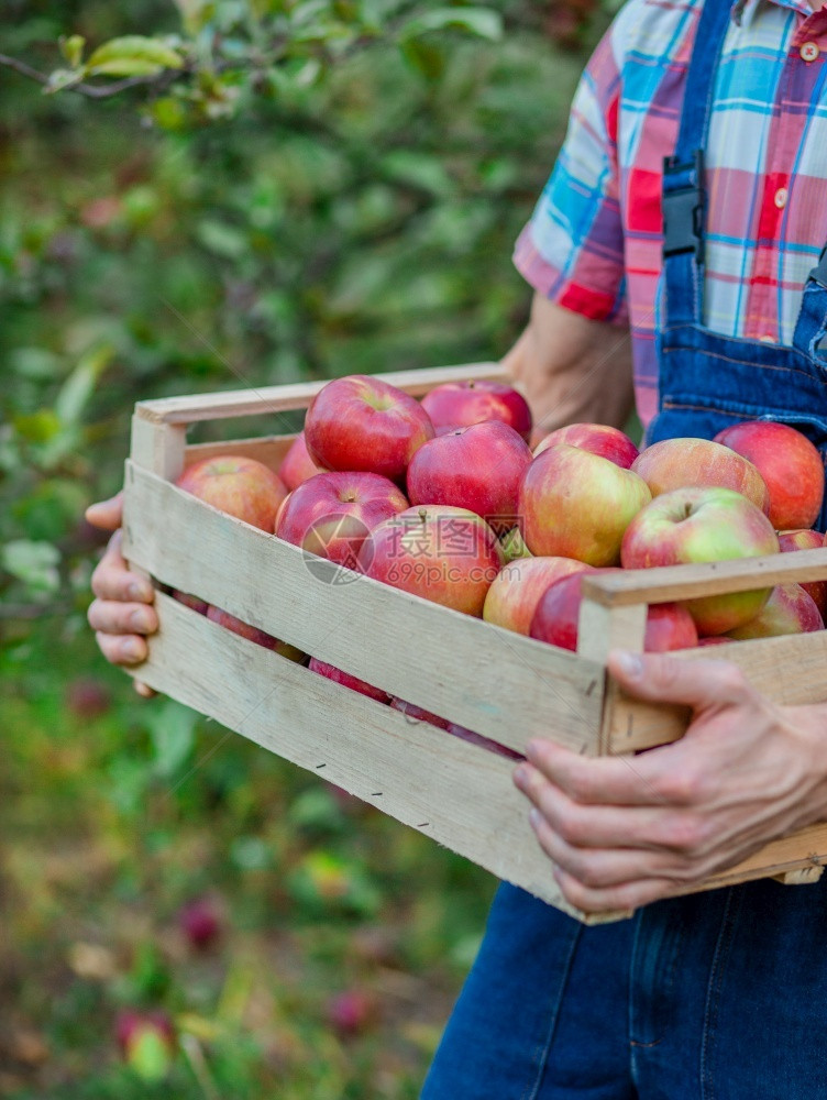 摘苹果一箱特写个男人在花园里拿着一篮子红苹果有机一个男人在花园里拿着一篮子红苹果绿色秋天草图片