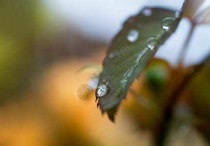 树叶上的水珠背景图片