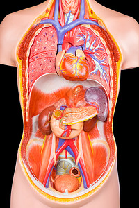 荷兰鲁尔蒙德腹部人类躯体模型内脏器官隔离在黑色背景上健康臀部设计图片