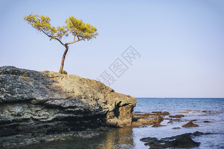 一棵在土耳其安塔利亚海边大岩石上生长的树大了岛阶段图片