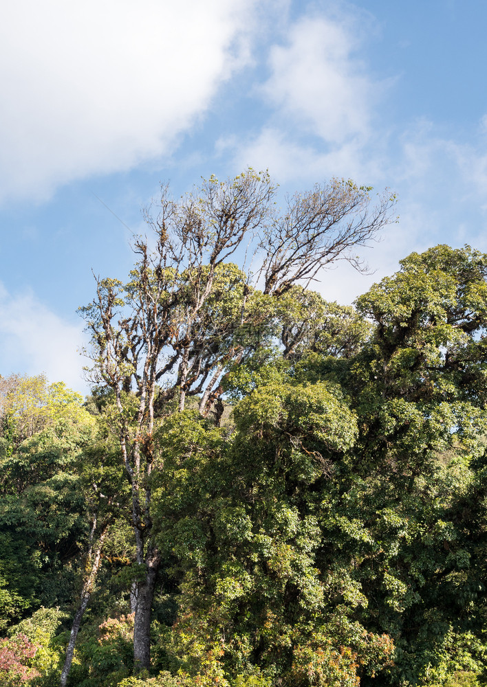 墙纸吠云高树上长着乌斯奈亚的胡须上面是山顶公园森林中的胡须看上去像乌斯尼亚大草原图片