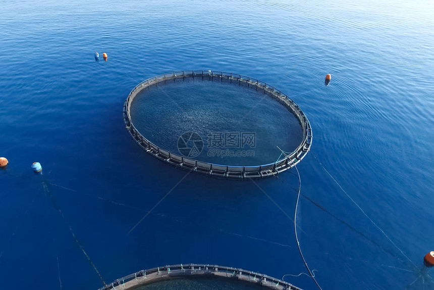 海上养鱼场用圆网围起来海上养鱼场用圆网围起来海鲜新的鲈鱼图片
