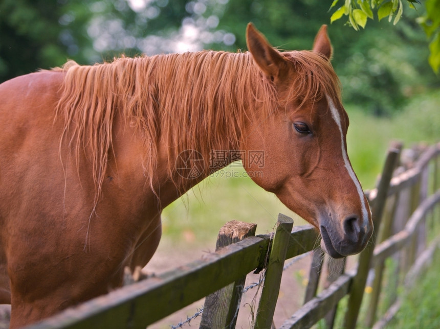 一匹棕马仰望着栅栏木篱笆头发围栏肆无忌惮图片