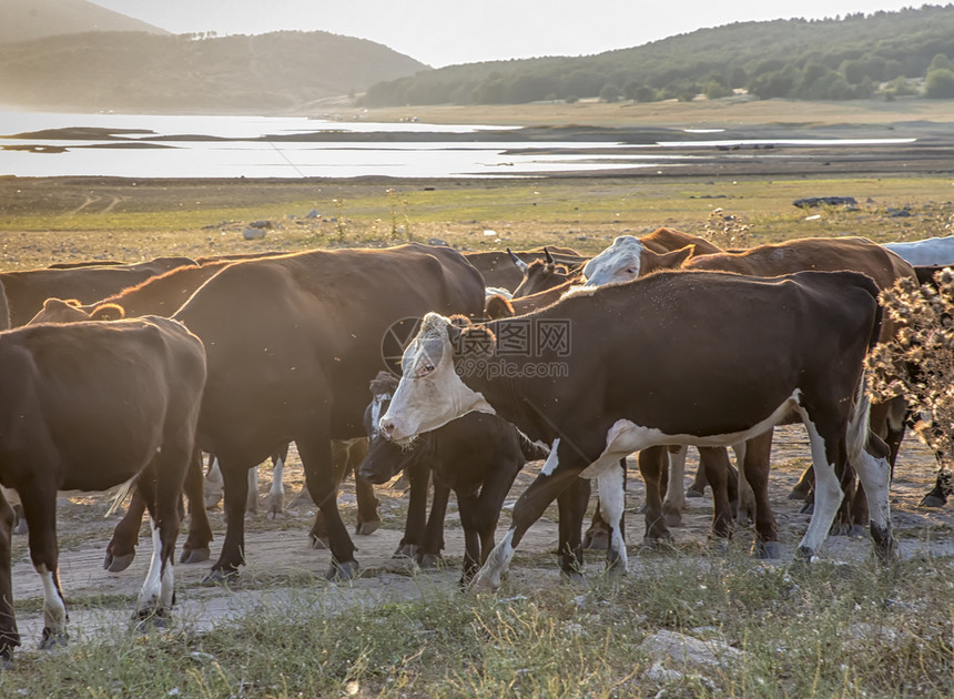 乡村的一大批奶牛沿条灰尘累的乡村公路从草地上赶回家尘土飞扬放牧图片