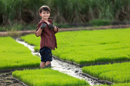 乐趣场景一个农民男孩用幼苗和稻田背景的泥巴手身体图片