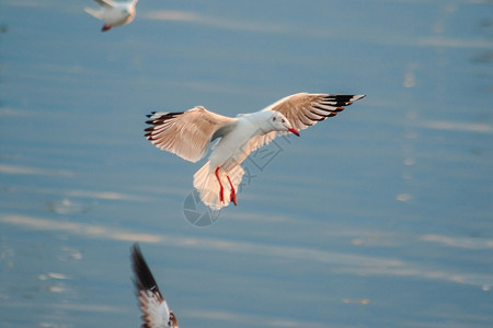 海鸥在天空中飞翔夏户外堂图片
