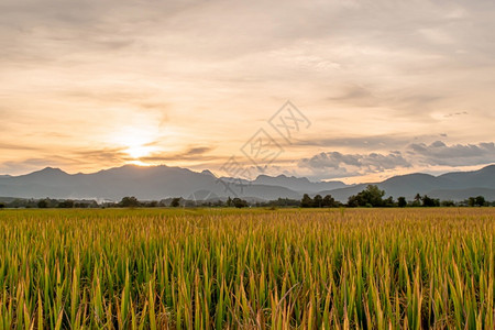 外部米日落时晚上稻田和天空背景有阳光照耀农场图片