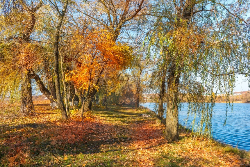 美丽森林花园明亮多彩的秋天在阳光明媚的日落池塘图片