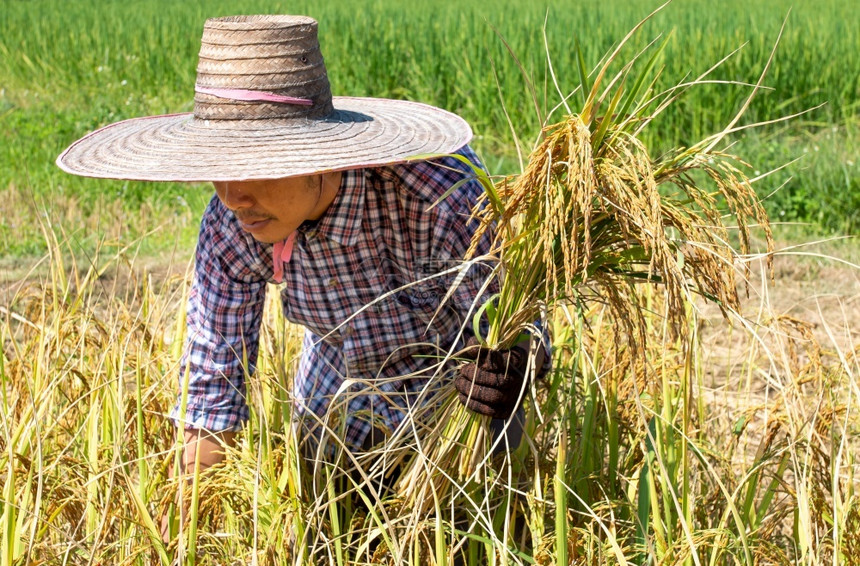 夏天农民在稻田收获庄稼明亮的天空日植物环境图片