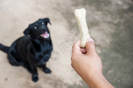 走夏天等待食物的黑狗美丽图片