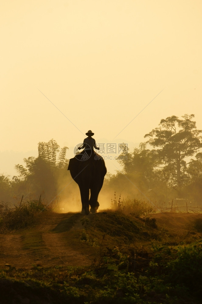 自然人们骑着大象走在越南乡村的路上泥土尘灰般的在布梅图特旅行时骑着这只动物美丽的图片