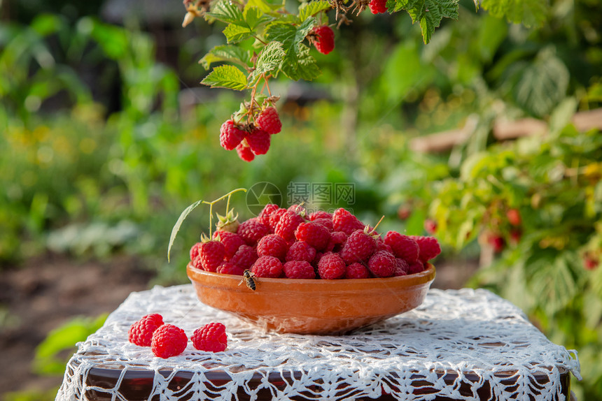农场爱在草莓树下用泥土碗里新鲜成熟的红莓有机种植在花园里的青莓在草树丛之下用肥薯碗里红色的图片