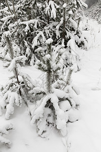 高的冬季雪在下后出现冬季的雪流在天飘动季田园诗般的降雪图片