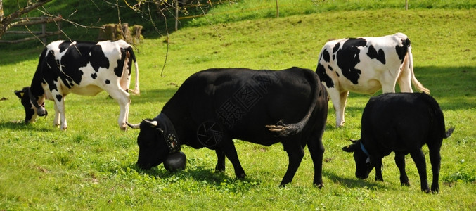 牛铃埃门塔尔瑞士奶牛牧歌图片