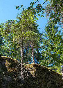 宁静新鲜的树木生长在岩石上和峡谷中树木生长在岩石上和峡谷树干图片